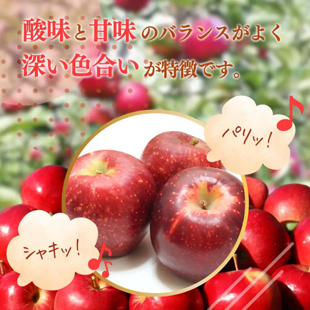【10月上旬発送 先行予約】樹上熟成　秋映 5kg | りんご 秋映 りんご