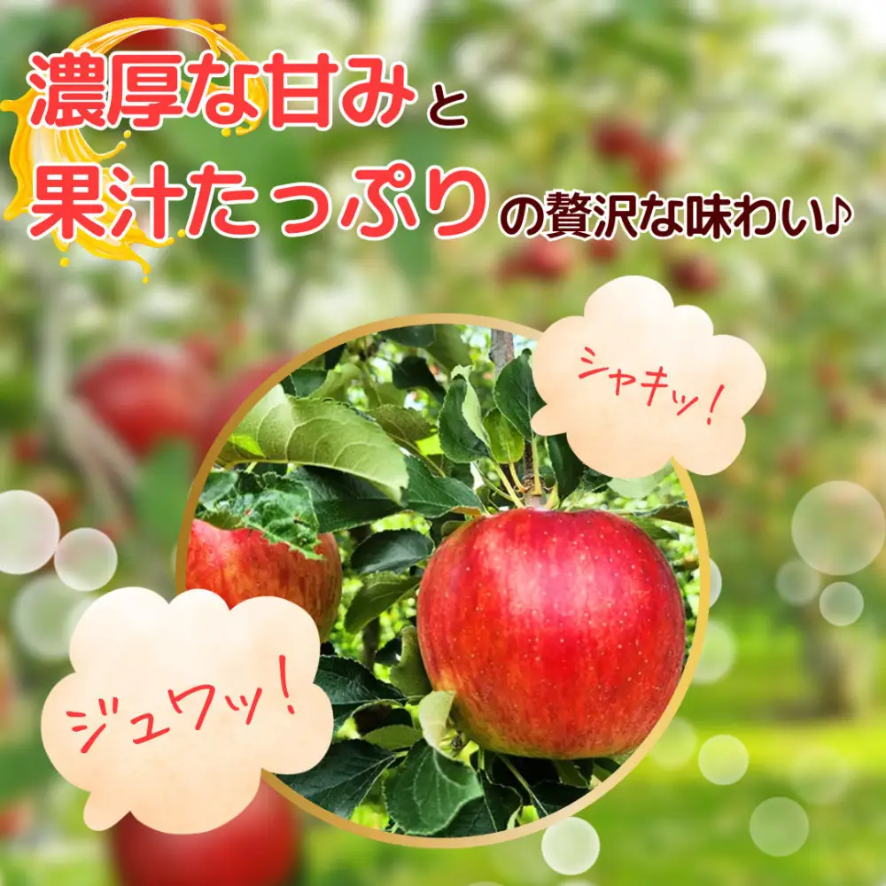 【10月中旬発送 先行予約】樹上熟成　シナノスイート 3kg | りんご シナノスイート りんご