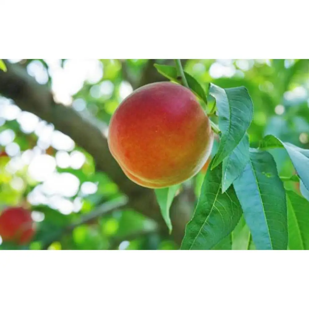 【7月中旬発送 先行予約】早生ワッサー 3kg | ワッサー 桃 希少品種 ネクタリン