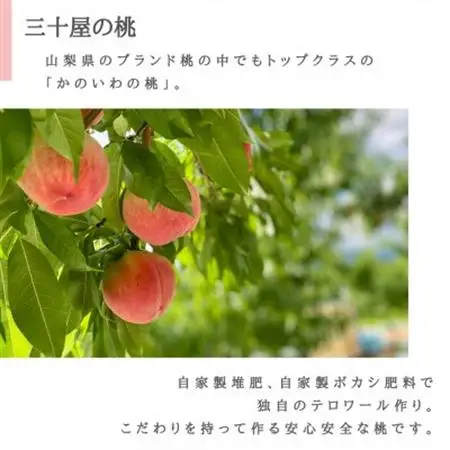 「2026年発送」三十屋木熟桃 【1.5kg】【配送不可地域：離島】【1515509】