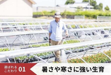花 定期便 3ヶ月季節の花苗 セット 花き品評会理事長賞受賞 花苗 生産者直送 庭季節の花苗セット ガーデニング 花壇 苗 苗木 花の苗 花の苗物 定期 お楽しみ 3回 お届け 