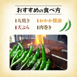 【5月中旬～11月下旬発送】 訳あり 万願寺とうがらし 1.8kg (900g×2箱) 