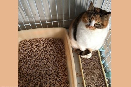 森の猫砂