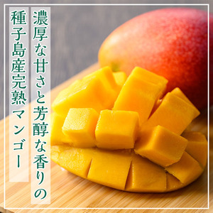n257 ＜先行予約＞ マンゴー 1kg・2～3個入 鹿児島県 種子島産 完熟 果物 フルーツ 箱入り 冷蔵 【種子屋久農業協同組合】
