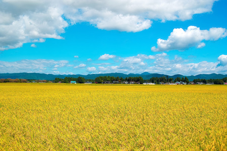会津若松市産 ミルキークイーン 5kg×2袋セット｜令和7年産 2025年産 お米 米 こめ コメ 精米 白米 会津産 [1024]