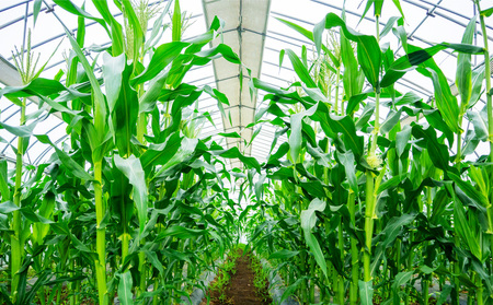 定期便 季節 野菜 詰め合わせ 500g 12ヶ月 連続お届け 果物 産地直送 朝どれ 詰め合わせ とれたて 濃厚 ごほうびとまと 風の子ファーム ﾌﾙｰﾂﾄﾏﾄ ほうれんそう 白菜 ｷｬﾍﾞﾂ ﾌﾞﾛｯｺﾘｰ そら豆 ﾔﾝｸﾞｺｰﾝ とうもろこし ﾔﾝｸﾞｺｰﾝ 唐辛子 ﾊﾟﾌﾟﾘｶ 水 ﾅｽ ｵｸﾗ ｷｭｳﾘ ｶﾘﾌﾛｰﾚ 埼玉県 羽生市