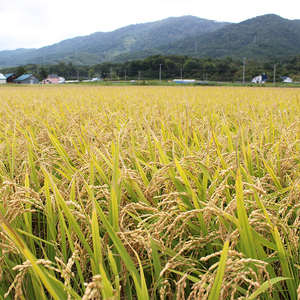 北海道仁木町 寄附のみの応援受付 1,000円コース（返礼品なし 寄附のみ 1000円） 寄付 支援 応援 北海道 仁木町 [仁木町役場]