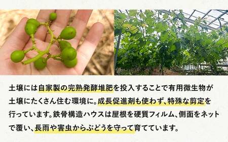 【先行予約】【農薬・化学肥料不使用】高級ぶどう 1房（600-700g） フルーツ ぶどう 葡萄 ブドウ ピオーネ 有機 無農薬 山口県 山陽小野田市 ふるさと納税 F6L-920