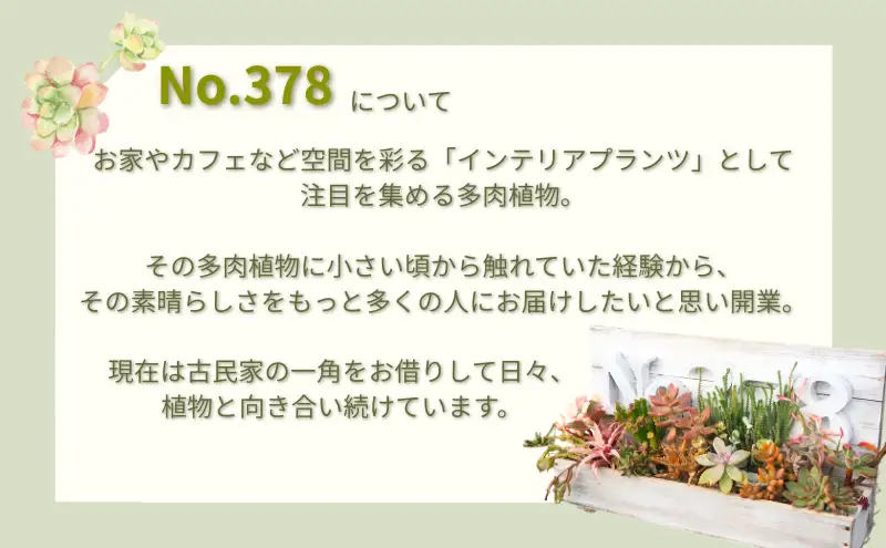 多肉植物 じぶんで植える 多肉の寄せ植え セット インテリア 多肉 植物 ガーデニング 
