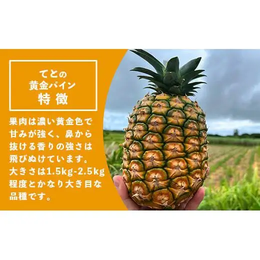  完熟の極 てとの黄金パイン大玉約4kg　TF-25_R8