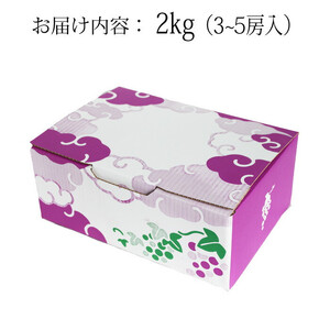 【2026年8月中旬以降発送】[農家直送]厳選ブラックビート2kg箱（3～5房）[持田農園]