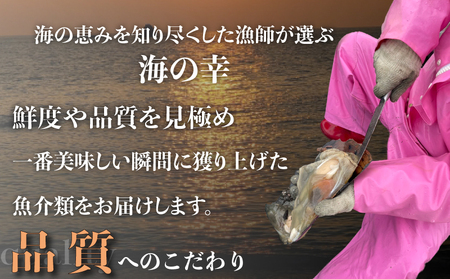 訳あり 平貝 4個入り (240~280g) 3パック 冷凍 海鮮 海産物 魚介 ごはん おかず おつまみ 愛知県 平貝 タイラギ