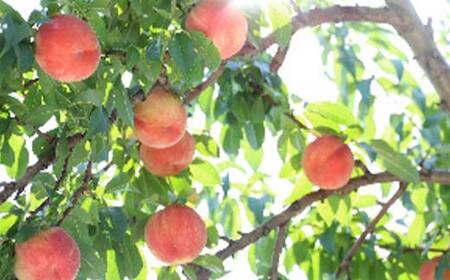 《2026年先行予約》 山形県産 大人気！ 夏の収穫 白桃 約2kg（4～10玉） 桃 もも フルーツ くだもの 山形県 中山町 F4A-0423