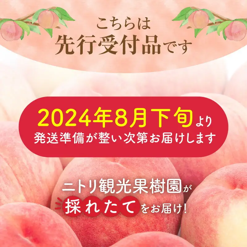 【先行予約：2026年8月中旬以降発送】フルーツ王国余市産「桃」規格外品3kg【ニトリ観光果樹園】_Y074-0148