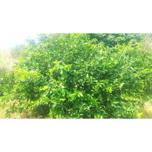 【先行予約】爽やか一番!!　【夏のヨロン翠ライム】（1kg：10～15個入り）　