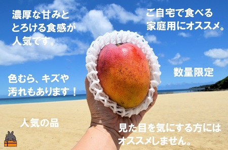 ≪先行予約≫訳あり！【家庭用】徳之島産完熟マンゴー1kg（2～3玉）フルーツ わけあり 訳あり 果物