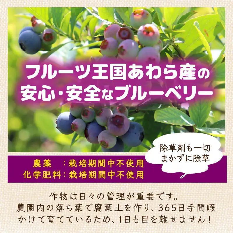 【先行予約】【訳あり】【冷凍】あわらフルーツランドのブルーベリー たっぷり 800g 便利な400g×2袋 【完熟】 / フルーツ 果物 くだもの 冷凍 小分け 完熟 ご当地 国産 おすすめ ※2026年8月上旬より順次発送 [aw091-a002]