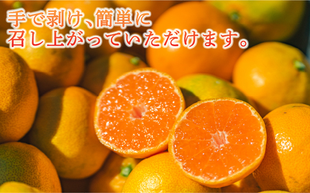 訳あり 早生 温州 みかん 5kg 壱果樹園 みかん B010-141003