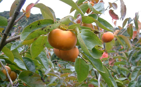 かき酢500ml×1本  BKAD004