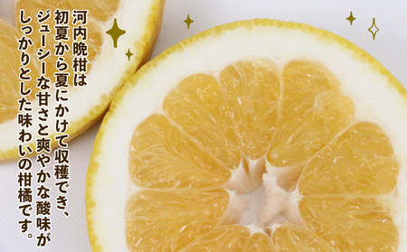 訳あり 河内晩柑 10㎏ 晩柑 陽だまりミカン B010-050007