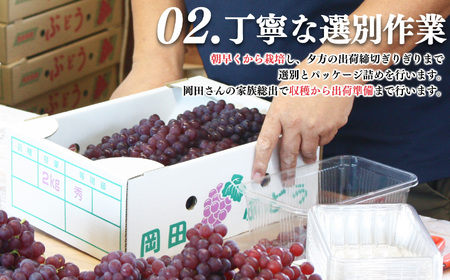  デラウェア L～2L （11～16房） 約2kg | フルーツ ぶどう 葡萄 ブドウ デラ ウェア 奈良県 平群町