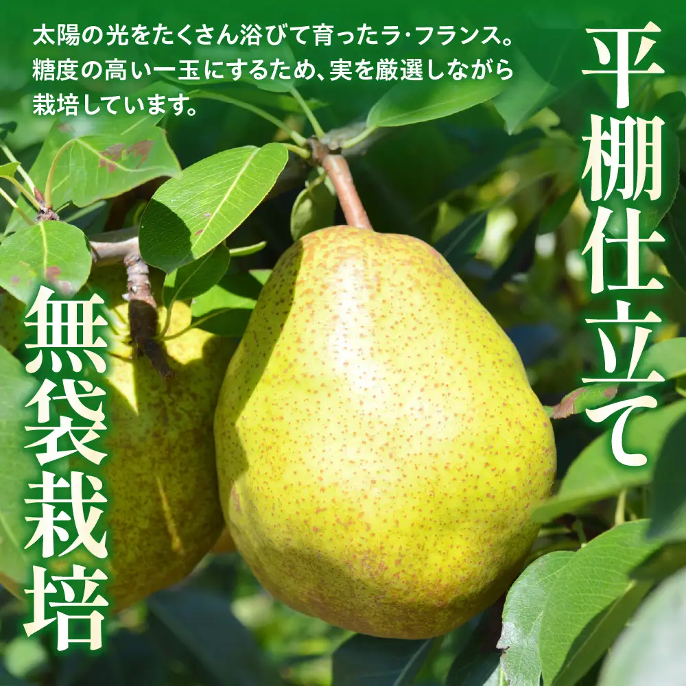 【２０２７年１月発送】西洋梨（ラ・フランス）３ｋｇ　ご家庭用　0136-2603