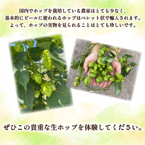 アロマホップ 生ホップ ～ ビールに浮かべて～ 50g 【2026年6月中旬〜7月中旬発送】 ビール ホップ ビール 下関 山口 IN102