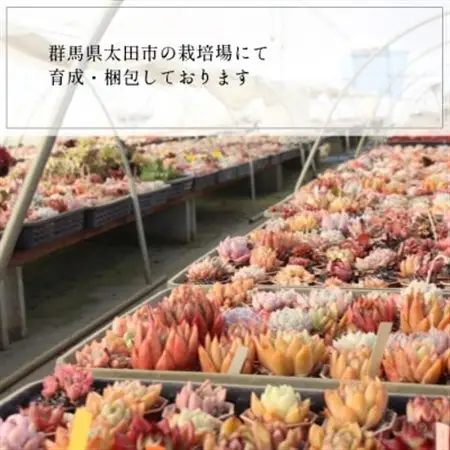 多肉植物 7種類 エケベリアセット 多肉永遠_花・観葉植物 観葉植物・苗木  _【配送不可地域：離島】【1516800】