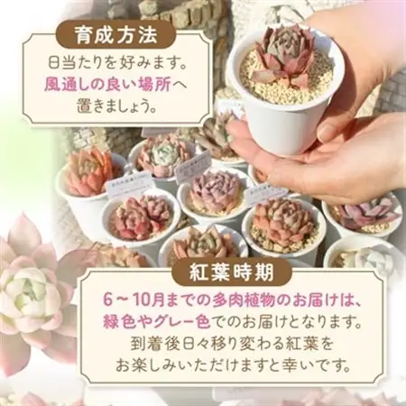 多肉植物5種類 多肉永遠オリジナル名札付きエケベリアセット_花・観葉植物 観葉植物・苗木  _【配送不可地域：離島】【1516862】