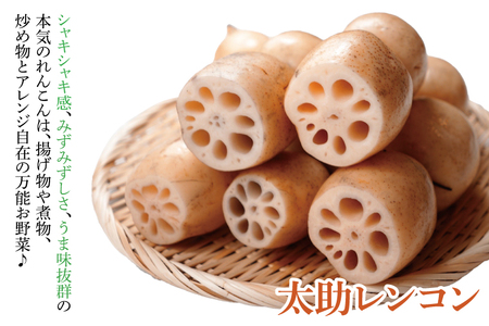 【先行予約】【セット販売】太助レンコン&蓮根肉餃子のおばけん 【4kg&40粒】【野菜 ギョーザ れんこん しゃきしゃき おいしい 食べきり 茨城県 鹿嶋市】（KBU-6）