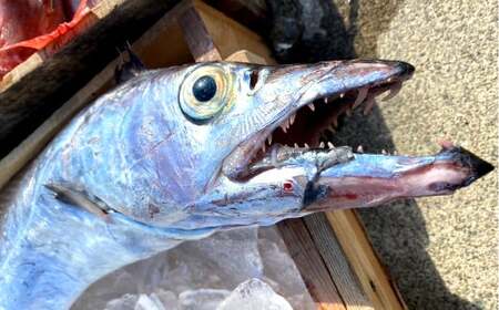 漁師の鮮魚箱（約3kg）(B889-3)