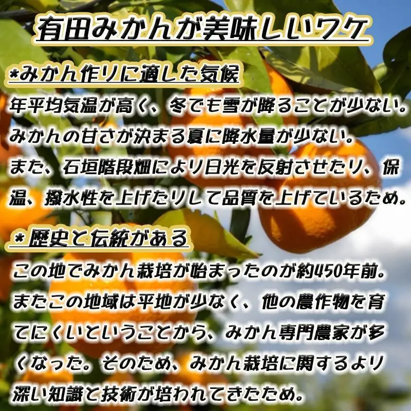 有田みかん 特秀品小玉S～M 約5kg 高糖度 ［2026年10月から12月下旬頃順次発送］