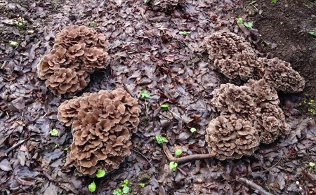 舞茸 岐阜 原木まいたけ1kg 【揖斐川町】 