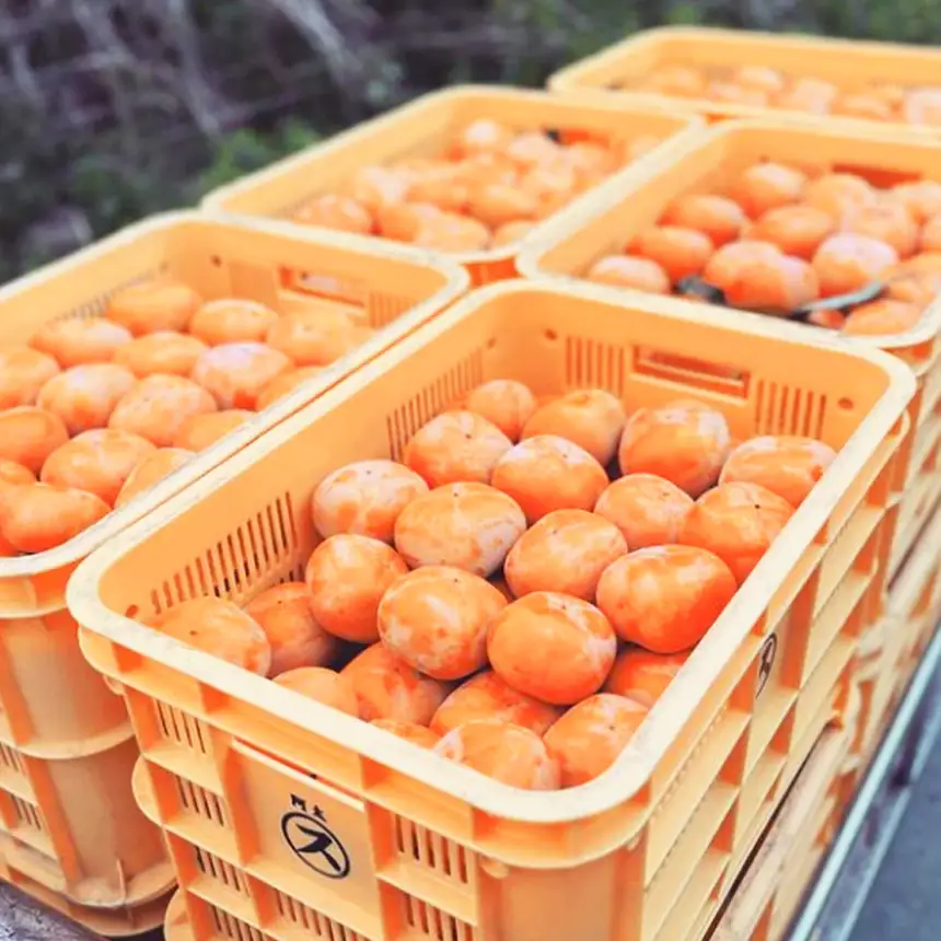 貯蔵 富有柿 12 個～14 個 L～2L サイズ | 果物 柿 