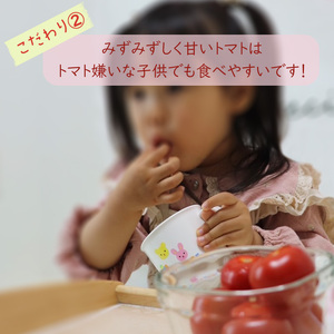 【2026年4月頃から順次発送】日高農園 水耕栽培 ミニトマト 3kg | トマト ミニトマト プチトマト 水耕栽培 トマト ミニトマト プチトマト 水耕栽培 トマト ミニトマト プチトマト 水耕栽培【HDK0013】