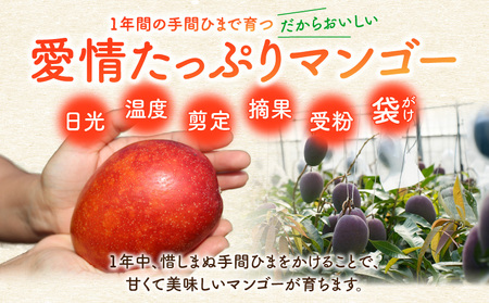 【 2026年 先行予約 】 ファーム白川 の 完熟 マンゴー 2kg C032-003 果物 フルーツ