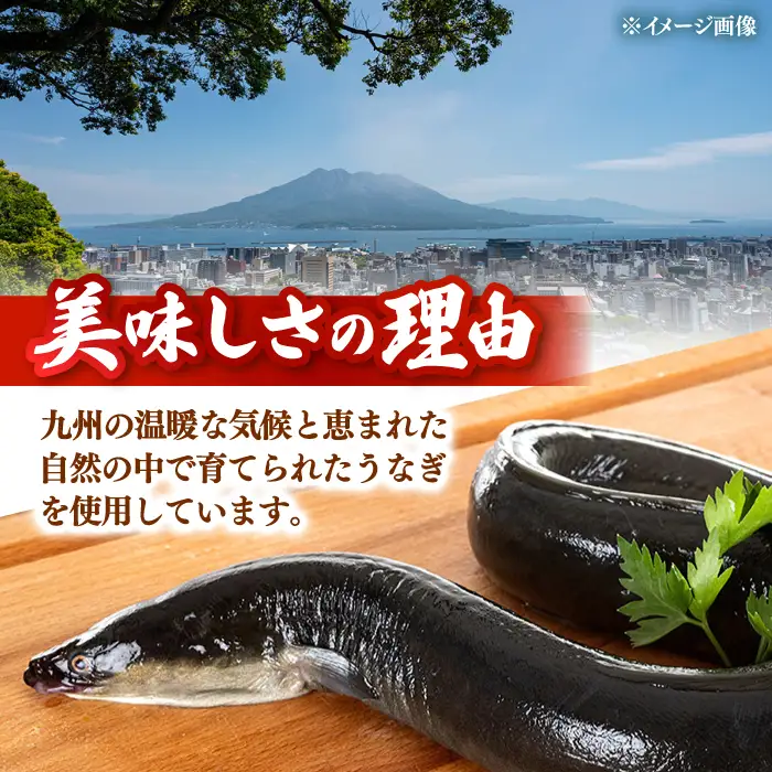 鹿児島産特上うなぎの蒲焼き 2尾 [ADAH008]うなぎの蒲焼き