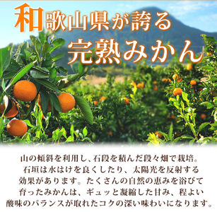 G7043_【2026年11月下旬より発送】紀州有田産 濃厚甘熟温州みかん 5kg