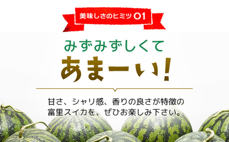 【数量限定】富里スイカ(Lサイズ6～7kg)1玉  すいか スイカ 西瓜 千葉県 富里市 果物 フルーツ 採れたて とれたて 産地直送 農家直送 千葉県産 ちば 千葉すいか 千葉スイカ 富里 富里すいか 富里スイカ 甘い あまい 美味しい おいしい 大玉 大玉すいか 大玉スイカ TMF005 