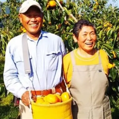 【2026年秋より順次発送】旬のたねなし柿　特選2Lサイズ(15個入り)_果物・フルーツ 柿（カキ）  かき_【配送不可地域：離島・北海道・沖縄県】【1512962】