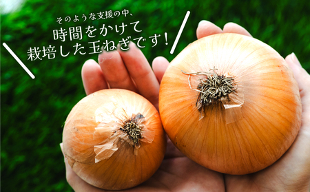 玉ねぎ 20kg 家庭用 野菜 高知 大小混合 - 香南市産 国産 たまねぎ タマネギ 玉葱 野菜 オニオンスープ ハンバーグ 常備野菜 保存野菜 香南くろしお園 高知県 香南市 ke-0040