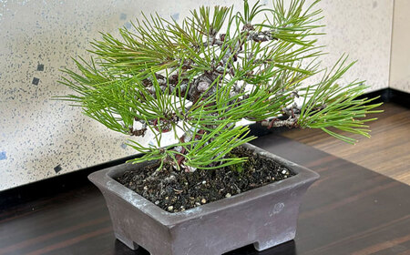 緑の芸術盆栽（小型サイズ）/ 盆栽 ぼんさい 盆栽松 松 盆栽鉢 初心者 観葉植物 ミニ盆栽 インテリア 室内 癒し 和モダン 庭木 門出 お祝い プレゼント ギフト / 稲沢市 / 芳津園 [BMAI001]