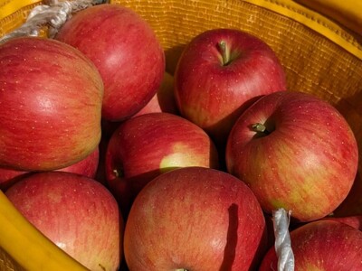 KR01 りんご シナノスイート 贈答【大玉】約5kg（8～13玉） / 10月中旬頃～配送予定 // 長野県 南信州 松川町産 ギフト りんご リンゴ 林檎 シナノスイート  農家直送 農家支援 産地直送