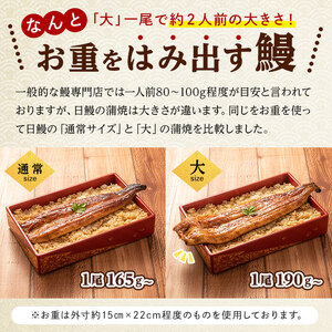 ＜肝串3本付き！＞日ノ本一の鰻の蒲焼き＜大＞1尾(約190g以上) うなぎ 鰻 ウナギ 国産 鹿児島県産 九州産 蒲焼き 冷凍 うな重 ひつまぶし a3-202-km