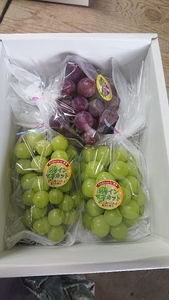 【先行予約】 熊本県 宇城市産 巨峰 シャインマスカットのセット 約1kg【2026年7月下旬～8月上旬頃発送予定】巨峰 シャインマスカット 葡萄 ブドウ ぶどう