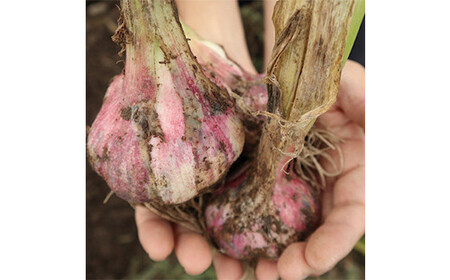 《先行予約・2026年発送》 最上伝承野菜 【最上赤にんにく】 450g（玉）（M、L、2Lサイズ混合） にんにく ニンニク 薬味 ガーリック 野菜 F3S-2483