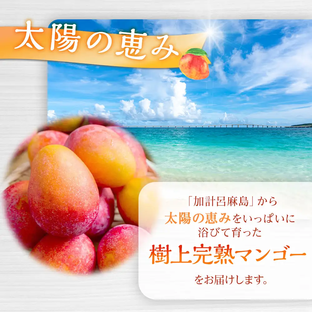 【2026年発送】奄美 加計呂麻島 完熟マンゴー 家庭用 約1kg（2～3玉入り）| マンゴー