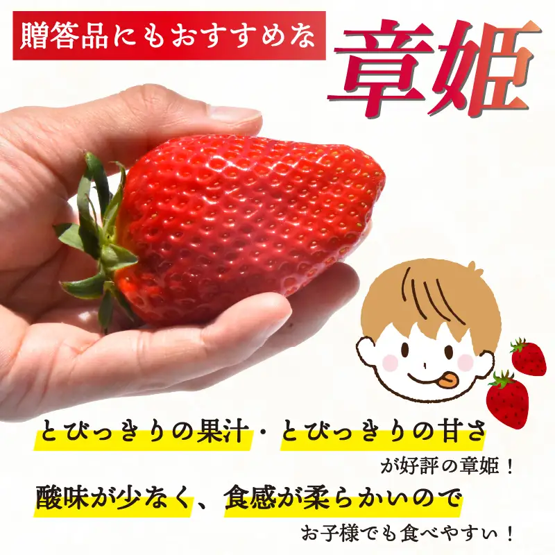 【2027年1月中旬以降発送】 いちご 章姫 (特大粒) 480g前後（240g×2） イチゴ 苺 いちご