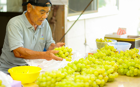 【数量限定】久保ぶどう園のシャインマスカット1.5kg（2～3房） 果汁たっぷりの美味しい種なし葡萄 　TF0780-P00005