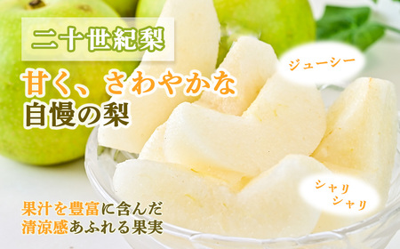 【数量限定】ハウス二十世紀梨 5kg （生橋農園） 果物 フルーツ 梨